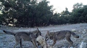 Erzincan'da Ur Kekliğinin Varlığı Fotokapanla Kanıtlandı