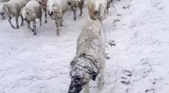 Koyun Sürüsüne Nisan Ayında Kar Sürprizi