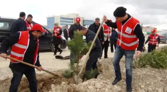 Türk Kızılay Erciş Şubesinden Fidan Dikimi