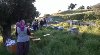 Muğla'da Toplu Arı Ölümleri