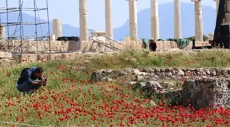 Antik Kent Laodikya, Kır Çiçekleriyle Rengarenk