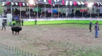 Erzurum Boğalar Güreşmeyince Kavga Çıktı