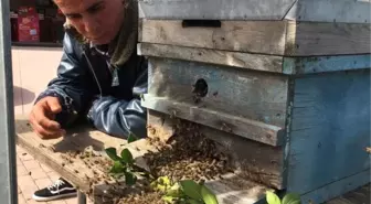 Kovandan Çıkan Arı Kolonisi Ağaçta Toplandı