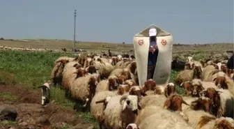 Koyunlar, Kaval Çalınarak Meraya Salındı