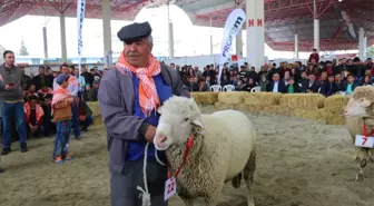 Burdur'da Defile Gibi Hayvan Güzellik Yarışması