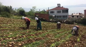 Kırağıdan Yanan Fasulye ve Kabaklar Yeniden Ekiliyor