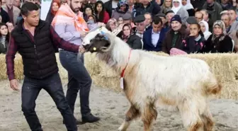 Koç, Keçi ve Oğlaklar Güzellik Yarışmasında Boy Gösterdi