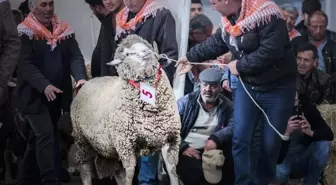 Koçların 'Sultan'ı Birinciliği Kimseye Kaptırmadı