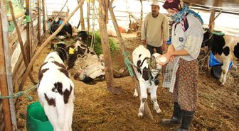 Yavrulayan İnekleri Ölen Çiftçi Çaresiz Kaldı