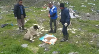 Hakkari'de Sokak Hayvanları İçin Yemleme Çalışması