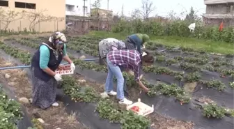 Karadeniz'de Çilek Hasadına Başlandı