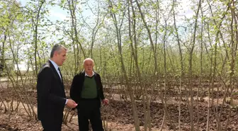 Çarşamba'da Fındık Zararlısı Uyarısı