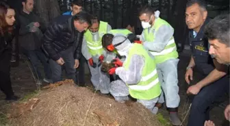 Kırmızı Orman Karıncalarına 'Zorunlu Göç'