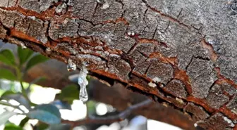 Çeşme'deki Toplantıdan Sakız Ağaçlarının Artırılması Kararı Çıktı