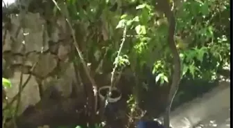 Evin Bahçesine Giren Yılanı, İtfaiyeciler Yakaladı