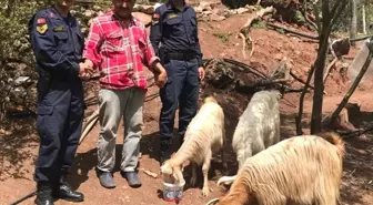 Kaybolan Keçiler, Jandarma Tarafından Bulundu