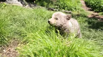 Yogi' Korumaya Alındı