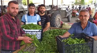 Bezelye Üreticinin Yüzünü Güldürüyor