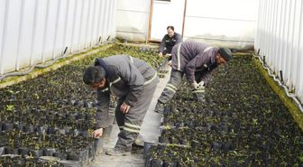 Meram Belediyesi Kendi Fidanını Üreterek 700 Bin TL Tasarruf Sağlıyor