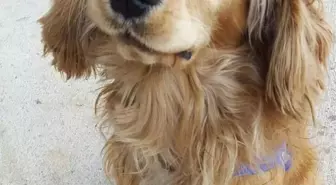 Öldürülen 'Çakıl' İçin Baro Devrede