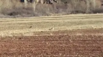 Tarlasını Ekerken Vaşakla Karşılaştı