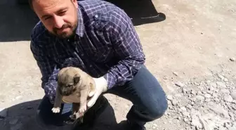 Annesi Ölen Yavru Köpeğe Belediye Çalışanları Sahip Çıktı