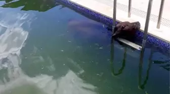 Havuza Düşen Buzağıyı İtfaiye Kurtardı