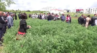 Tekirdağ Savaş Mağduru Korunga Bitkisi, Anavatanına Geri Dönüyor