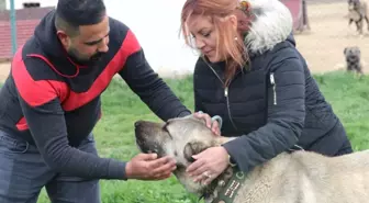 Dünyayı Gezdi Aradığı Arı Irkı Sivas'ta Buldu