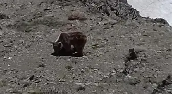 Elazığ'da Yiyecek Arayan Ayı ve Yavrusu Görüntülendi