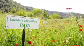 Muğla Aromatik Bitki Merkezi Mahallede Kalker Ocağı Tepkisi