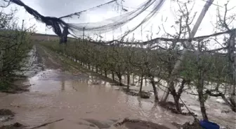 Niğde'de, Dolunun Vurduğu Meyve Bahçelerinde Hasar Tespiti