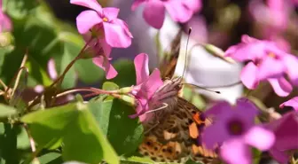 Sinop'ta Kelebek İstilası