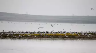 Turistlere Seyfe Gölü'ndeki Martıların Görsel Şovuna Davet