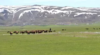 Besiciler Yaylalarda Karın Kalkmasını Bekliyor