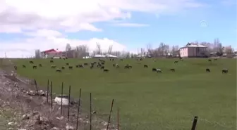 Besiciler Yaylalarda Karın Kalkmasını Bekliyor