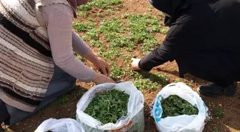 Madımak Kadınların Geçim Kaynağı Oldu