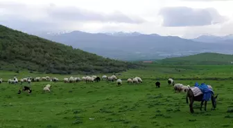 Sürü Peşindeki Çobanların İlk İftarı