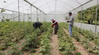 Genç Çiftçiler Üretime Başladı