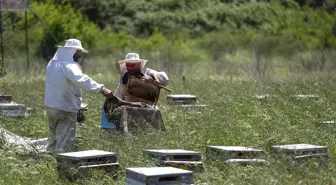 Narenciye Balının Hasadı Başladı