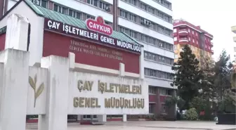 Çaykur Yaş Çay Alımlarına Yarın Başlayacak - Rize