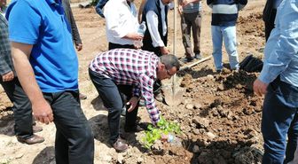 Kahta'da 800 Ağaç Toprakla Buluşturuldu