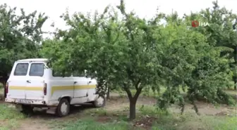 Eriğin Fiyatı Hırsızların İştahını Kabarttı...erik Bahçesine Giren Hırsızlar Ağaçları Talan Etti