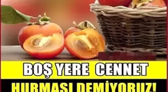 Japonlar Boşuna Cennet Hurması Tüketmiyor... Sağlığa Faydaları O Kadar Çok Ki….