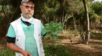 Ege'nin Vazgeçilmez Lezzeti Otlar Doğadan Toplanıyor