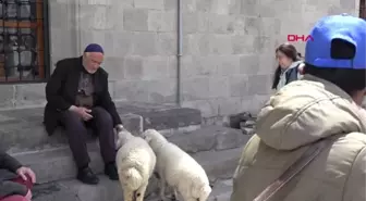 Erzurum Kuzuları Yanından Ayrılmıyor