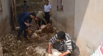 Gaziantep'te Koyun Kırkım Zamanı