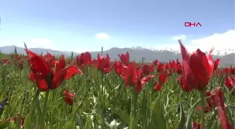 Muş Laleleri Fotoğraflamak İçin Antalya ve Ankara'dan Geldiler