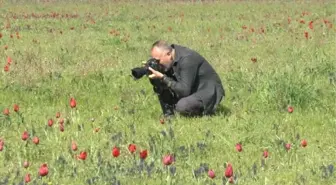 Muş Lalesini Fotoğraflamak İçin Antalya ve Ankara'dan Geldiler