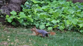 İstanbul'un Sevimli Sincapları Renkli Görüntüler Oluşturdu